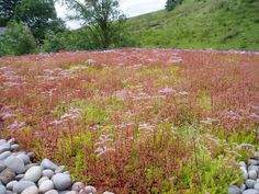 the grass is growing on the rocks and flowers are blooming in the field next to it