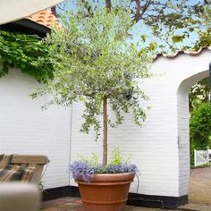 a potted olive tree sitting on top of a brick patio next to a white wall