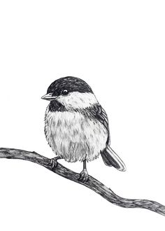 a black and white drawing of a bird on a branch