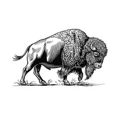 an illustration of a bison walking in the grass