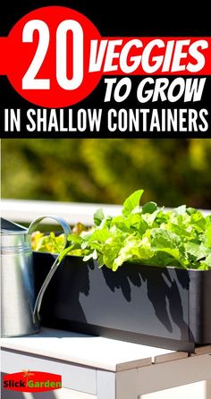 there is a planter with lettuce in it and the words 20 veggies to grow in shallow containers