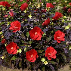 red flowers are blooming in the garden