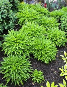 green plants are growing on the ground in front of some bushes and shrubbery,