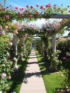 a walkway lined with lots of pink flowers