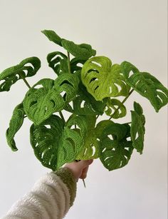 a person holding up a green plant in their hand