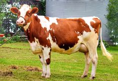 a brown and white cow standing on top of a lush green field