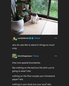 a cat sitting on top of a rug next to a potted plant in front of a window