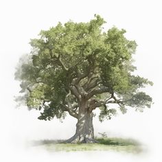 an illustration of a large tree with green leaves