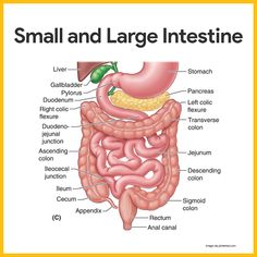 the anatomy of the human body and its major organs, including the large intestories