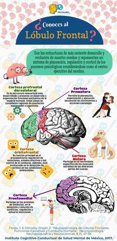 the human brain and its functions are shown in this diagram, which shows how many different parts