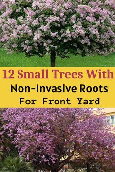 Small Trees With Non-Invasive Roots For Front Yard Front Yard Tree Landscaping, Front Yard Tree, Tree Landscaping, Trees For Front Yard, Front Lawn Landscaping, Landscaping With Boulders, Small Front Yard Landscaping, Small Front Yard