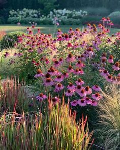 purple and yellow flowers in the middle of a garden with tall grass, grasses and other plants