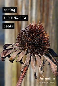 an echinacea flower with the caption saying, saving echinacea seeds