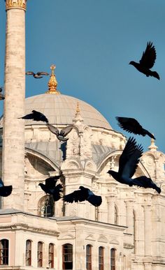 many birds flying in front of a large building with a dome on it's roof