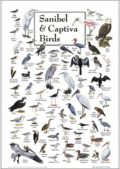 a poster with different kinds of birds on it's sides, including seagulls and herons