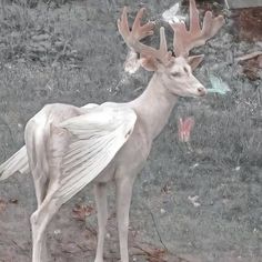 a white deer standing on top of a grass covered field