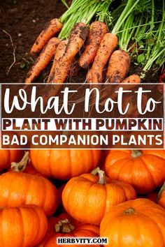 what not to plant with pumpkins and bad companion plants in the garden, including carrots