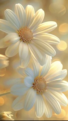 two white daisies in the sunlight with blurry background