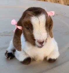 a baby goat with pink bows on its head sitting in the middle of an outdoor area