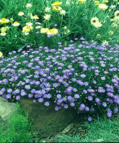 blue and yellow flowers growing in the grass next to a large rock with green leaves on it