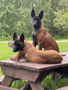 two dogs are sitting on a picnic table