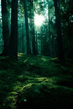 the sun shines through the trees and grass in this forest filled with green moss