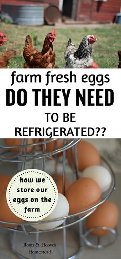 eggs in a wire basket with the words farm fresh eggs do they need to be refrigated?