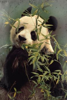 a panda bear sitting in the middle of some bamboo plants and eating it's leaves