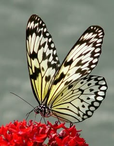 a butterfly sitting on top of a red flower