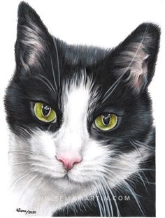 a drawing of a black and white cat's face with yellow eyes, looking at the camera