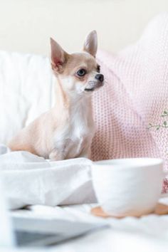 a small dog sitting on top of a bed next to a bowl and blanket with flowers