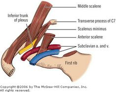 the muscles are labeled in this diagram