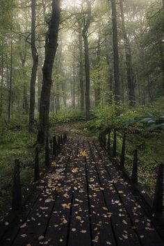 a wooden walkway in the middle of a forest with lots of leaves all over it