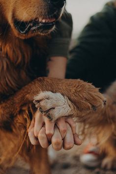 a close up of a person holding a dog's paw