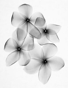 black and white photograph of flowers with petals in the center, on a white background