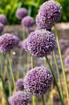 some purple flowers are blooming in the garden