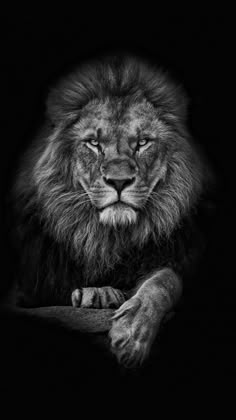 a black and white photo of a lion looking at the camera with its eyes closed