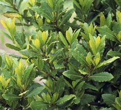 a bush with green leaves in the rain