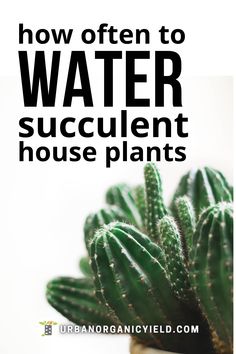 a cactus in a pot with the words how often to water succulent house plants