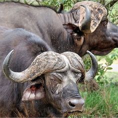 two bulls with large horns standing next to each other in the grass and dirt area