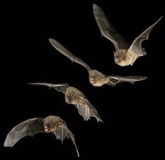 three bats flying in the dark with their wings spread out and one is upside down