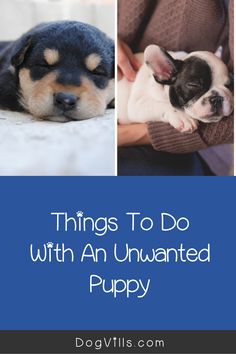 two puppies being held in their owners arms with the words things to do with an unwanted puppy