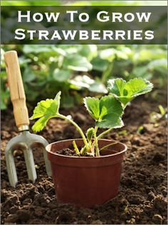 a potted plant with a shovel in it and the words how to grow strawberries