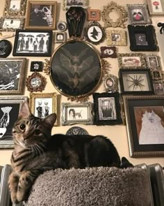 a cat laying on top of a chair in front of a wall full of pictures