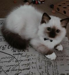 a white and brown cat laying on top of a piece of paper