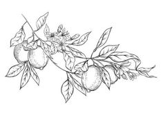 an apple tree branch with fruit and leaves hand drawn illustration on white background, vintage style