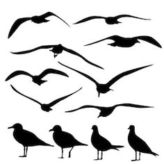 seagulls silhouettes on white background