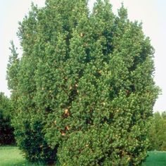 Taxus X Media Hicksii Anglojap Yew | SiteOne