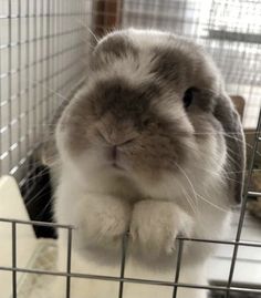 a rabbit is sitting in a cage and looking at the camera