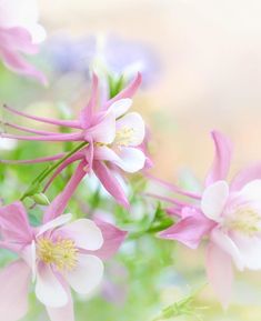 pink and white flowers are blooming in the sun on a blurry background,